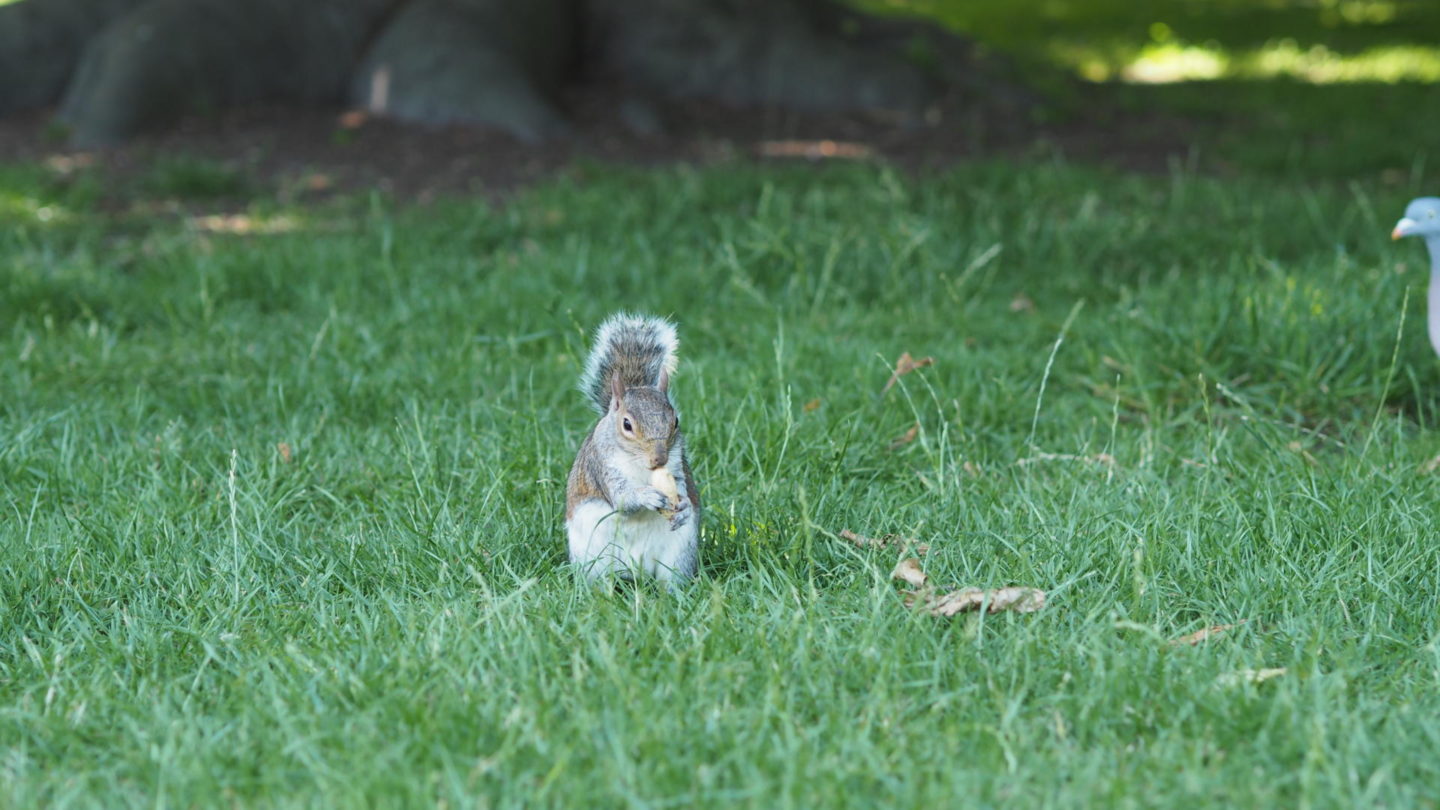 Hometown Tourist #2 - Feeding Squirrels at Hyde Park || Travel