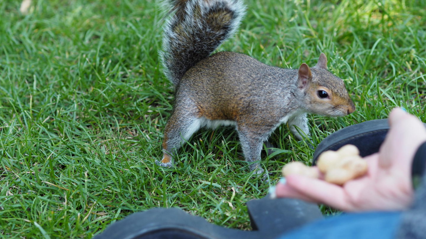 Hometown Tourist #2 - Feeding Squirrels at Hyde Park || Travel