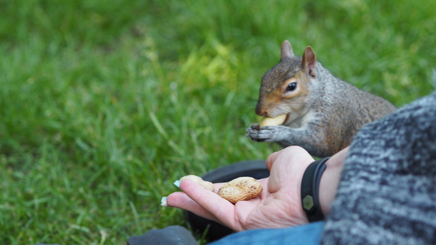 Hometown Tourist #2 - Feeding Squirrels at Hyde Park || Travel